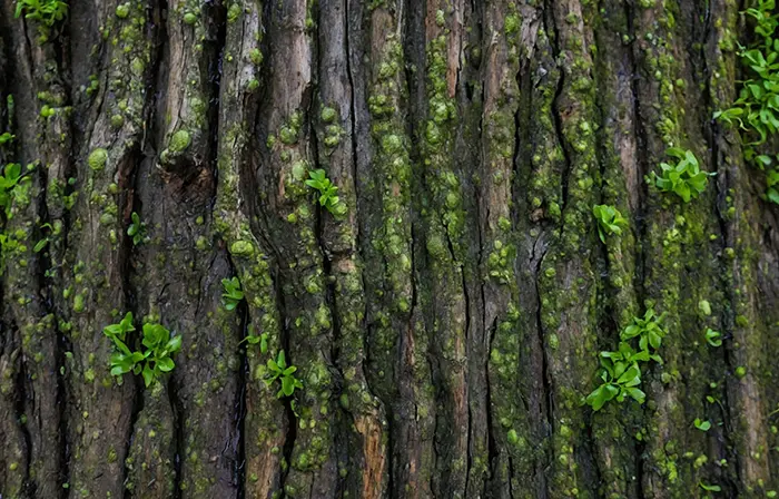 Green Speckled Woodland Bark Photo image